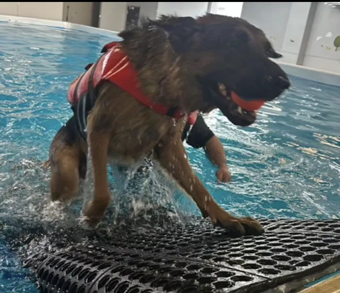 Doggieland Play Park Aquatics 3