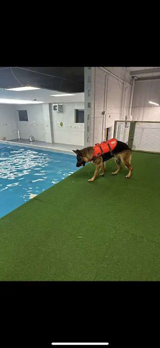 Doggieland Play Park Aquatics 6