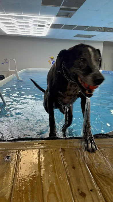 Doggieland Play Park Aquatics 1