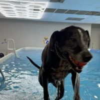 Doggieland Play Park Aquatics ico