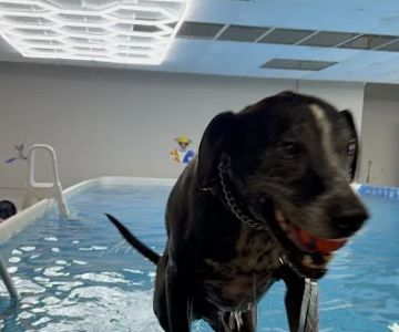 Doggieland Play Park Aquatics