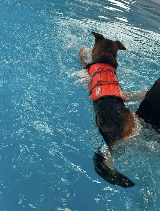 Doggieland Play Park Aquatics 8