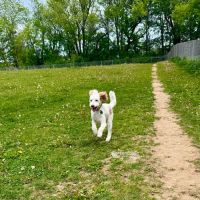 North Star Dog Park ico