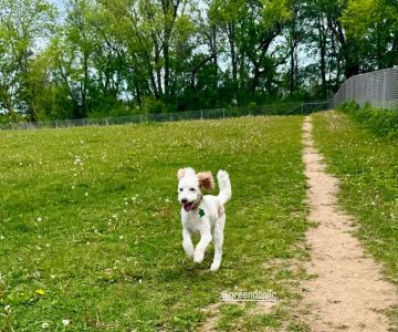North Star Dog Park