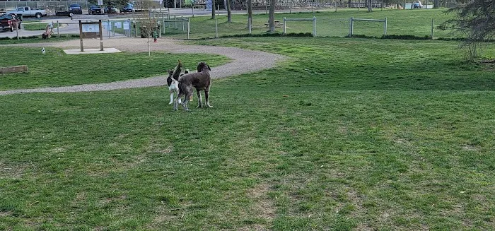 Sunnyside Dog Park 6