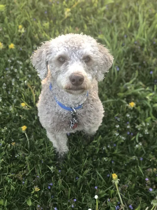 Sunnyside Dog Park 7