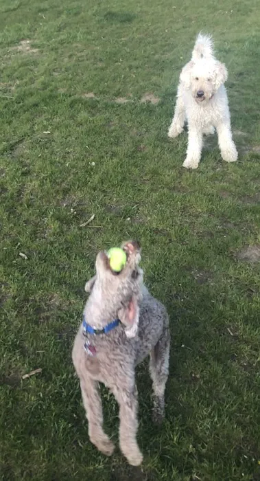 Sunnyside Dog Park 3