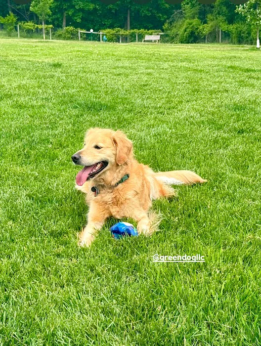 Sunnyside Dog Park 8