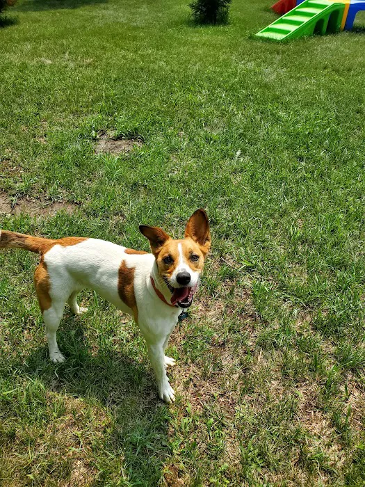 Good Dog Unleashed Private Park 6