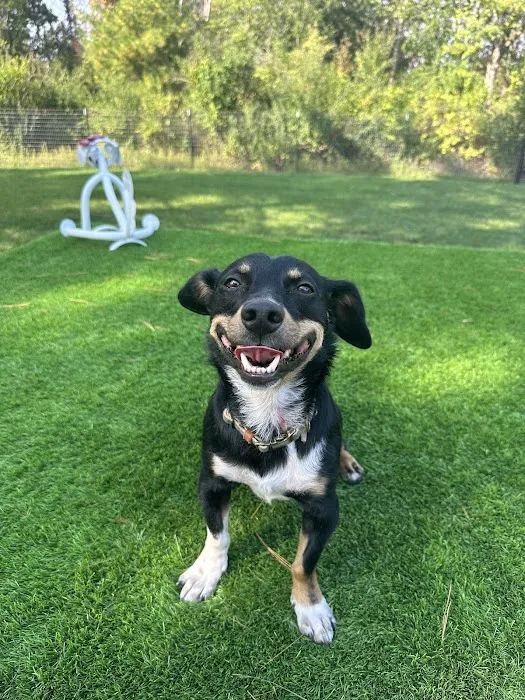 Good Dog Unleashed Private Park 2