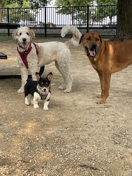 Brittingham Park Dog Park 8