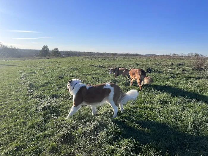 Sycamore Park Dog Park 1