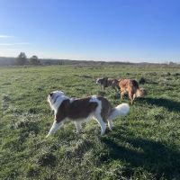 Sycamore Park Dog Park ico