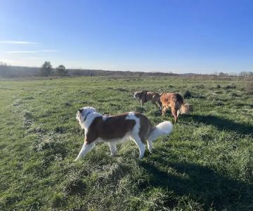 Sycamore Park Dog Park