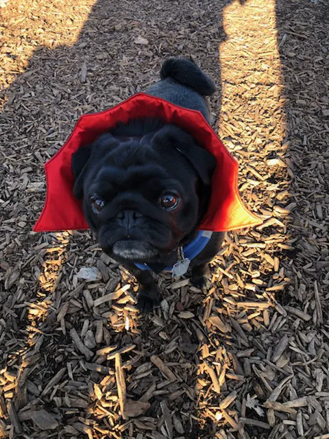 Sycamore Park Dog Park 9
