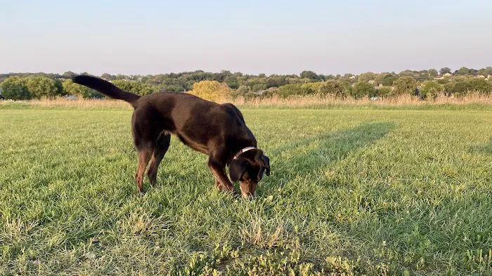 Sycamore Park Dog Park 5