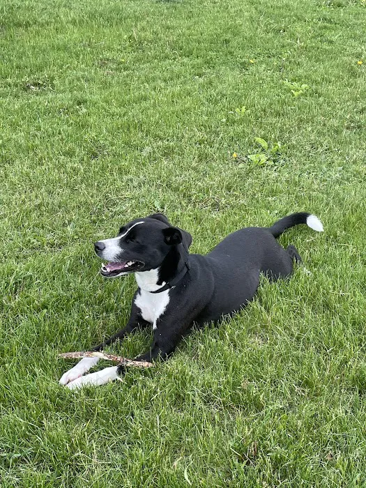 Warner Park Dog Park 7