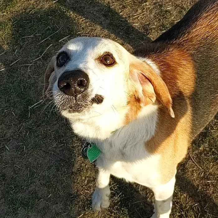 Odana School Park Dog Park 2