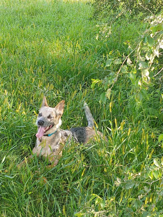 Sun Prairie Dog Park 5