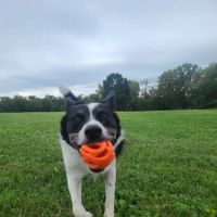 Sun Prairie Dog Park ico