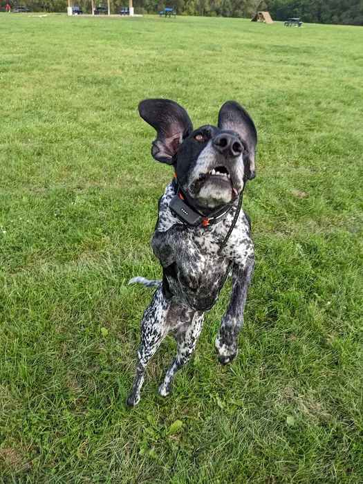 Sun Prairie Pet Exercise Area 10
