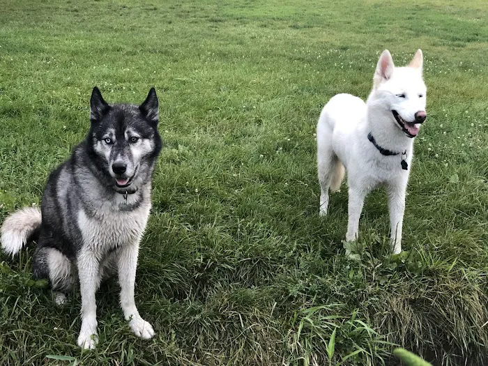 Canine Corners Dog Park - Olson Park 2