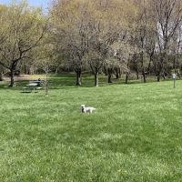 Canine Corners Dog Park - Olson Park ico