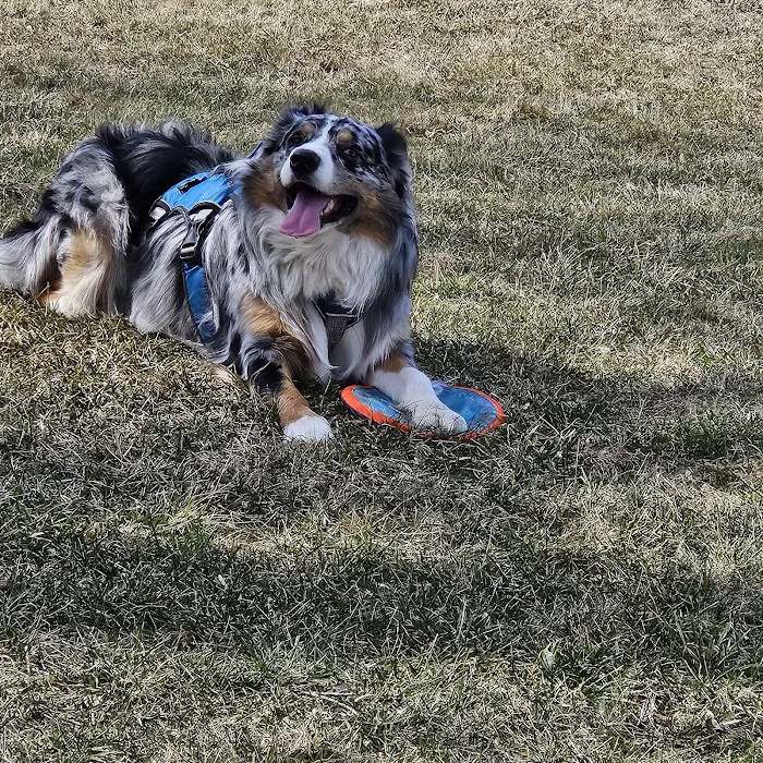Canine Corners Dog Park - Olson Park 10