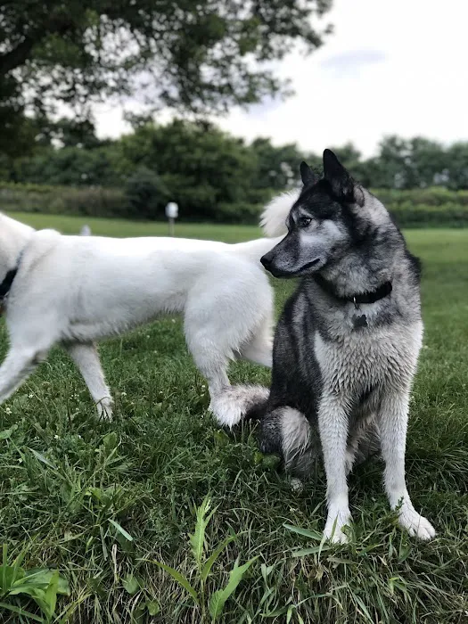 Canine Corners Dog Park - Olson Park 4
