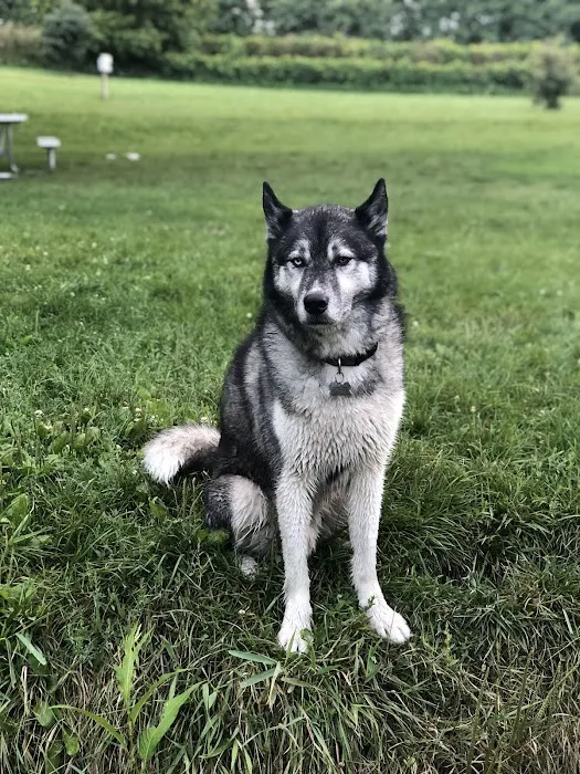 Canine Corners Dog Park - Olson Park 6
