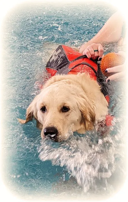 Dog Paddle Beach 2