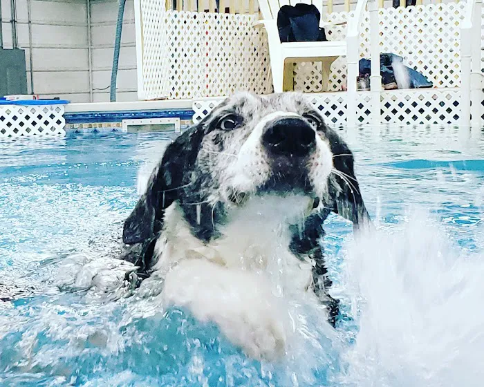 Dog Paddle Beach 4