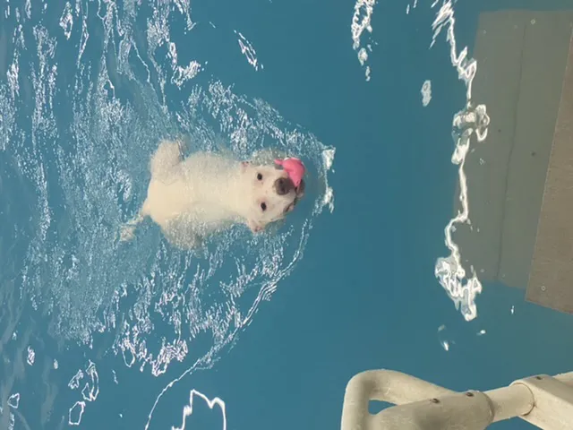 Dog Paddle Beach 6