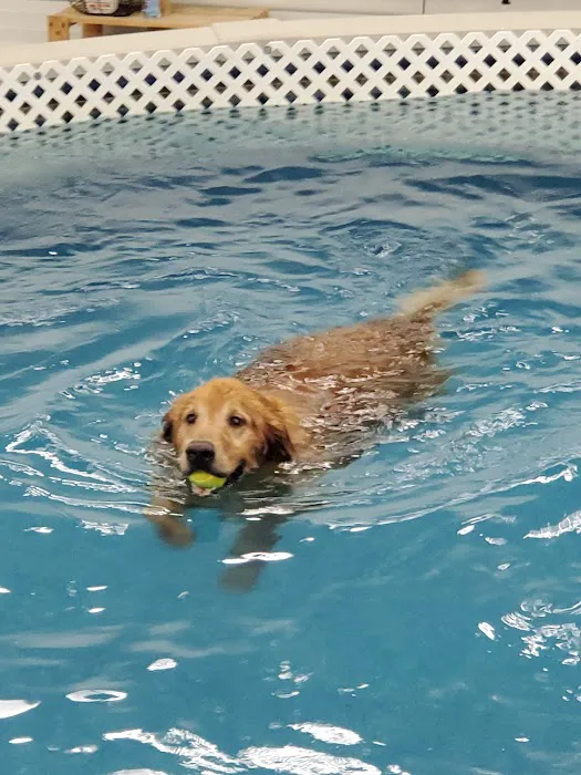 Dog Paddle Beach 1