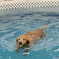 Dog Paddle Beach ico