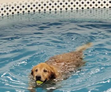 Dog Paddle Beach