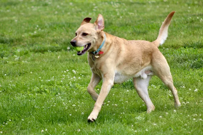 Canine Corners Dog Park - Searls Park 5