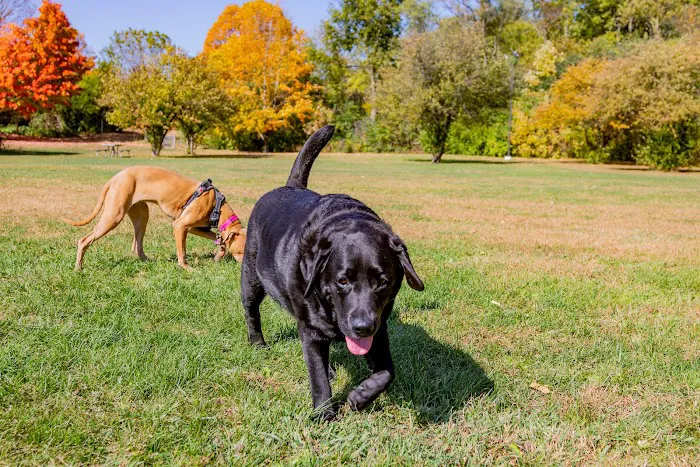 Canine Corners Dog Park - Searls Park 4