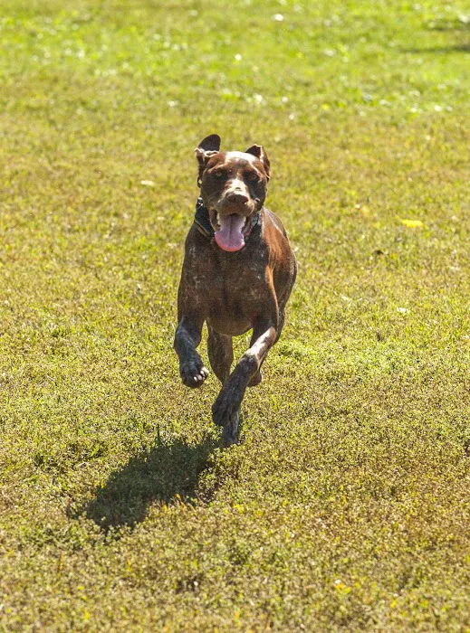 Canine Corners Dog Park - Searls Park 1