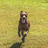 Canine Corners Dog Park - Searls Park ico