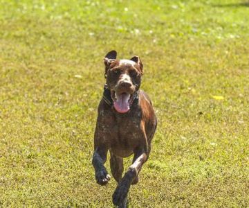Canine Corners Dog Park - Searls Park