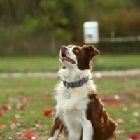 BCCD Hammertime Unleashed Dog Park ico