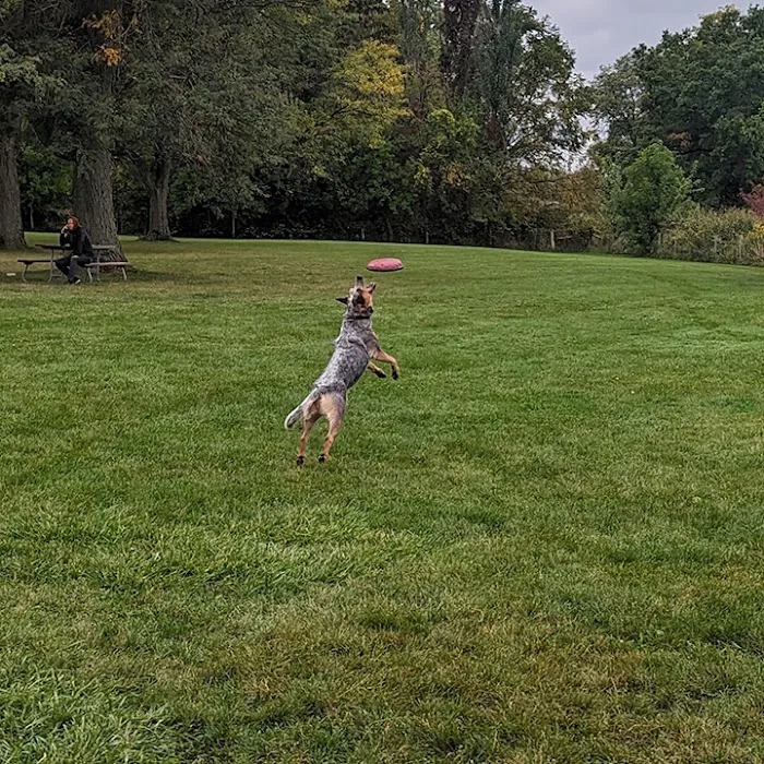 Canine Corners Dog Park - Elliot Park 8
