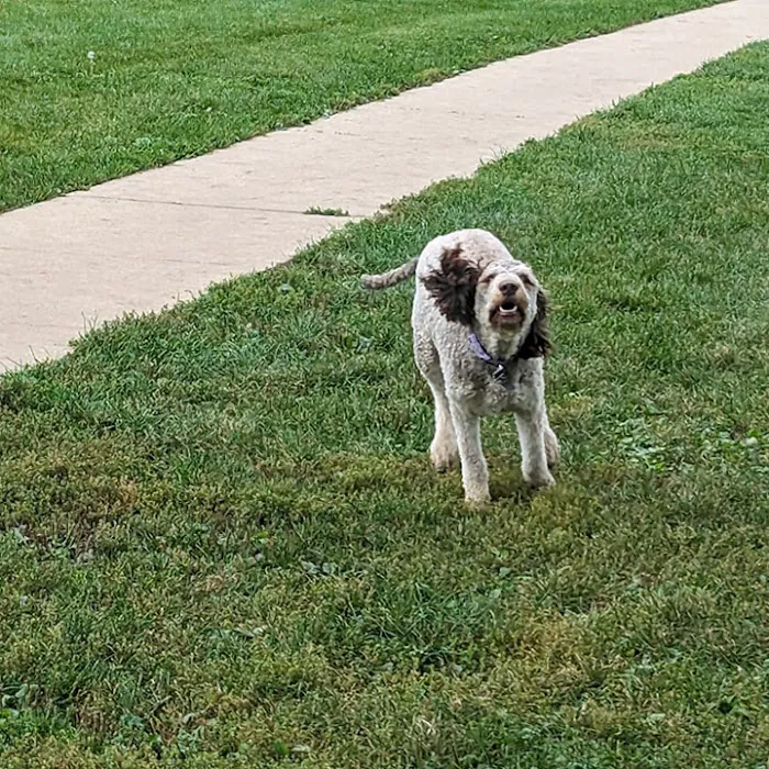 Canine Corners Dog Park - Elliot Park 6