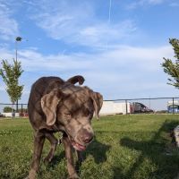 Dog Park at Love's Travel Stops ico