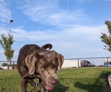 Dog Park at Love's Travel Stops