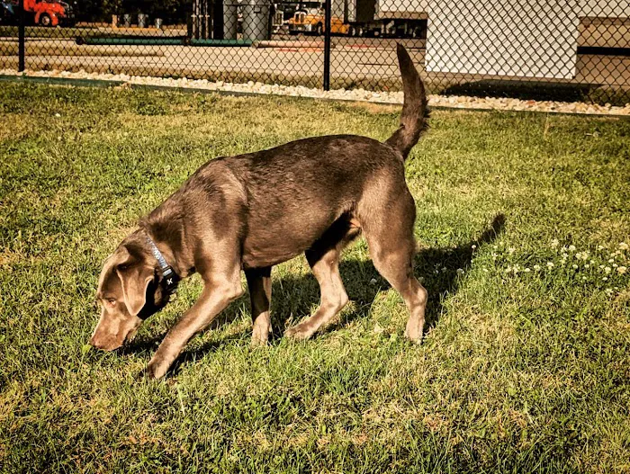 Dog Park at Love's Travel Stops 8