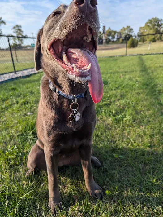 Dog Park at Love's Travel Stops 9