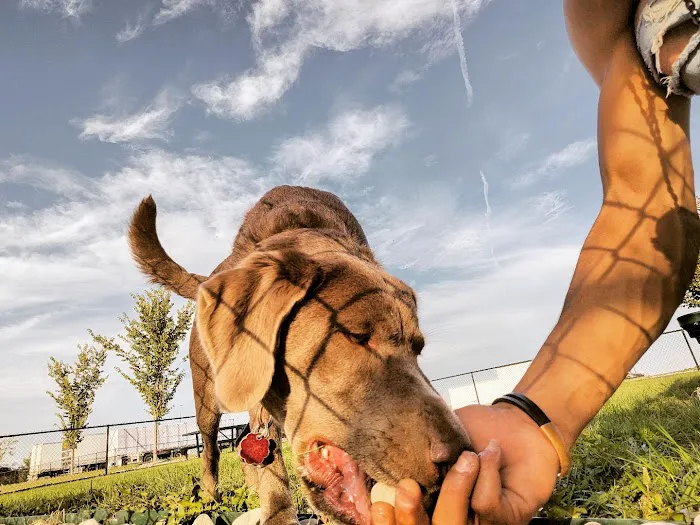 Dog Park at Love's Travel Stops 2