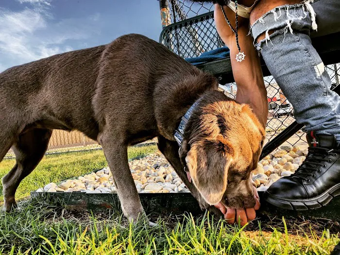 Dog Park at Love's Travel Stops 6